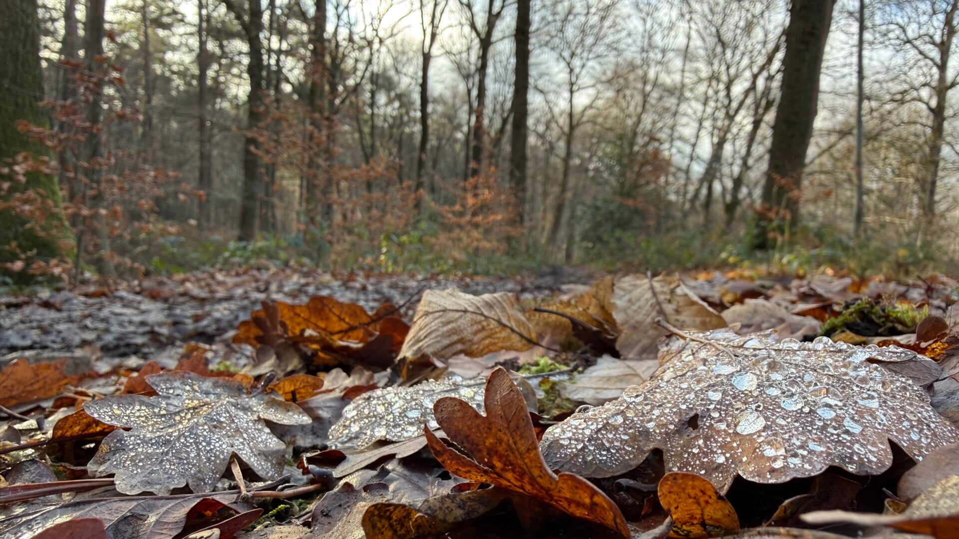 Wandelen om te beleven